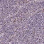 Merck Anti-FCER1A antibody produced in rabbit