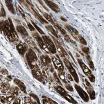 Merck Anti-SLC25A11 antibody produced in rabbit