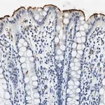 Merck Anti-CA4 antibody produced in rabbit
