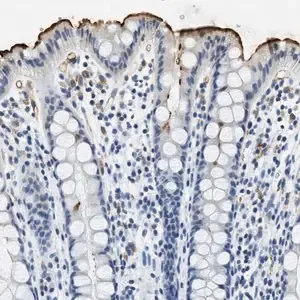 Merck Anti-CA4 antibody produced in rabbit