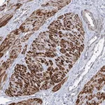 Merck Anti-ARSI antibody produced in rabbit