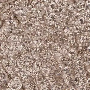 Merck Anti-IFT20 antibody produced in rabbit