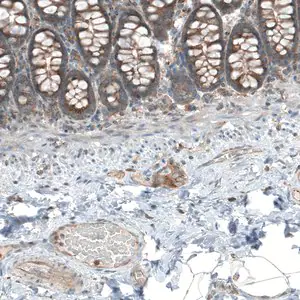 Merck Anti-LZTR1 antibody produced in rabbit