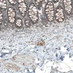 Merck Anti-LZTR1 antibody produced in rabbit