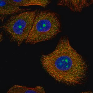 Merck Anti-SPOUT1 antibody produced in rabbit