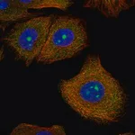 Merck Anti-SPOUT1 antibody produced in rabbit