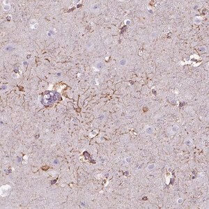 Merck Anti-TENM4 antibody produced in rabbit