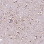 Merck Anti-TENM4 antibody produced in rabbit