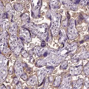 Merck Anti-ENG antibody produced in rabbit