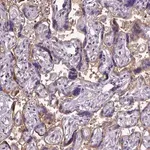 Merck Anti-ENG antibody produced in rabbit
