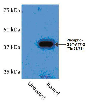 Merck Anti-phospho-p38α (Thr180/Tyr182) Antibody