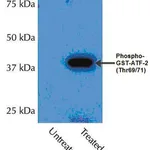 Merck Anti-phospho-p38α (Thr180/Tyr182) Antibody
