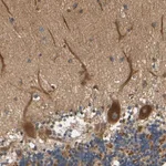 Merck Anti-LRCH3 antibody produced in rabbit