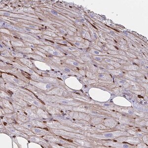 Merck Anti-CITED4 antibody produced in rabbit