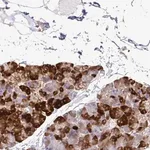 Merck Anti-EIF5A antibody produced in rabbit