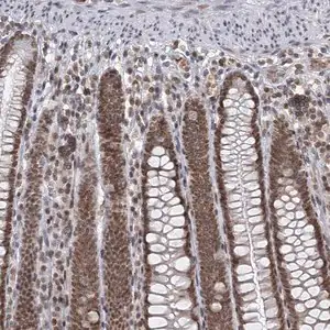 Merck Anti-TREX1 antibody produced in rabbit