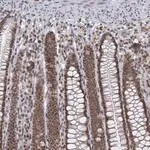 Merck Anti-TREX1 antibody produced in rabbit