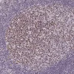 Merck Anti-MLH1 antibody produced in rabbit