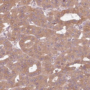 Merck Anti-FAT4 antibody produced in rabbit