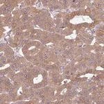 Merck Anti-FAT4 antibody produced in rabbit