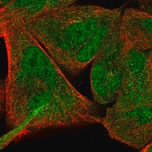 Merck Anti-NFE2L1 antibody produced in rabbit