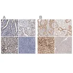 Merck Anti-ACOX1 antibody produced in rabbit