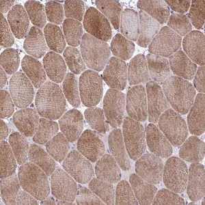Merck Anti-GRXCR2 antibody produced in rabbit