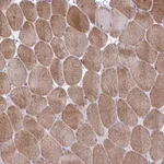 Merck Anti-GRXCR2 antibody produced in rabbit