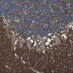 Merck Anti-GSG1L antibody produced in rabbit