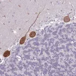 Merck Anti-PPP1R17 antibody produced in rabbit
