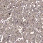 Merck Anti-PRKD1 antibody produced in rabbit