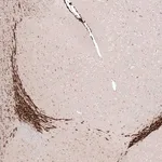 Merck Monoclonal Anti-SOX4 antibody produced in mouse