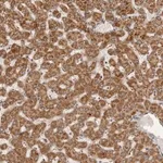 Merck Anti-SEMA3A antibody produced in rabbit