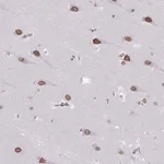 Merck Anti-ARNTL2 antibody produced in rabbit