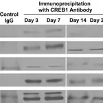 Merck Anti-HDAC2 Antibody, clone 3F3