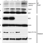 Merck Anti-Cyclin B1 Antibody, clone GNS3 (8A5D12)