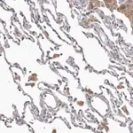 Merck Anti-FMO2 antibody produced in rabbit