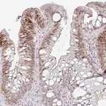 Merck Anti-C11orf53 antibody produced in rabbit