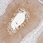 Merck Anti-TTLL4 antibody produced in rabbit