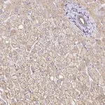 Merck Anti-MYO1B antibody produced in rabbit