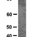 Merck Anti-hnRNP A1 Antibody, clone 9H10