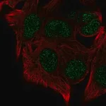Merck Anti-KMT5B antibody produced in rabbit