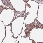 Merck Anti-TNFSF10 antibody produced in rabbit