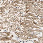 Merck Anti-PDK2 antibody produced in rabbit