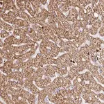 Merck Anti-PDPK1 antibody produced in rabbit