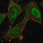 Merck Anti-FBXO32 antibody produced in rabbit