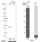 Merck Anti-GCLM antibody produced in rabbit