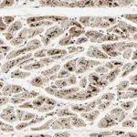 Merck Anti-ARHGEF17 antibody produced in rabbit