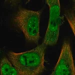 Merck Anti-ID2 antibody produced in rabbit