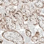 Merck Anti-TET1 antibody produced in rabbit